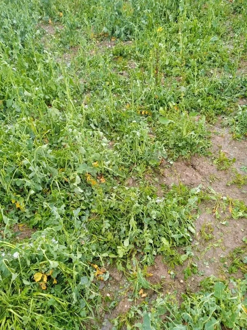 Foto 2 - La pedrea causa importantes da&ntilde;os en el campo salmantino