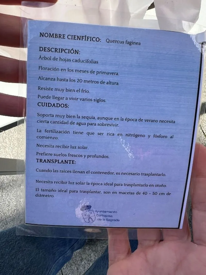 Vecinos de Carbajosa recogen su árbol 