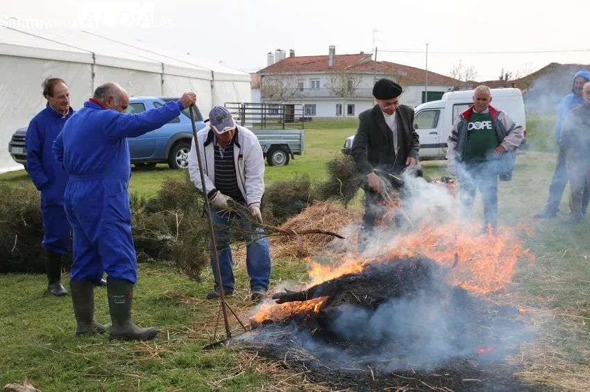 Fiesta de la Matanza Tradicional en Cerezal de Peñahorcada / CORRAL