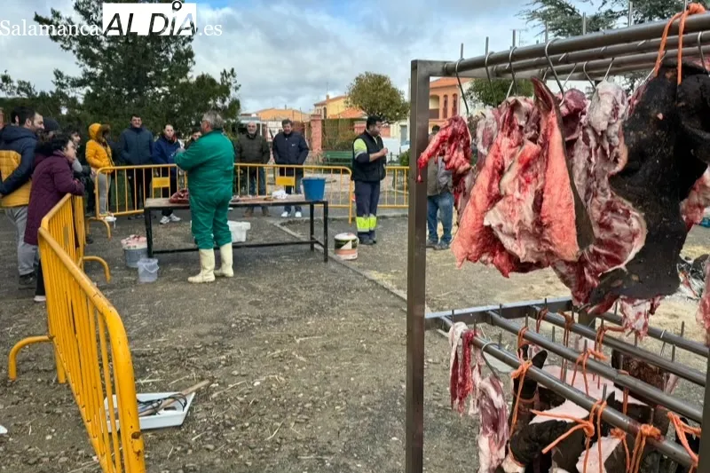 Macotera celebraba este sábado su séptima Matanza Tradicional