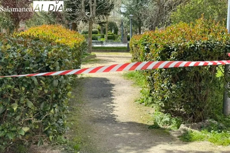 El fuerte viento tumbaba un árbol de grandes dimensiones sobre un paseo en Los Jardines