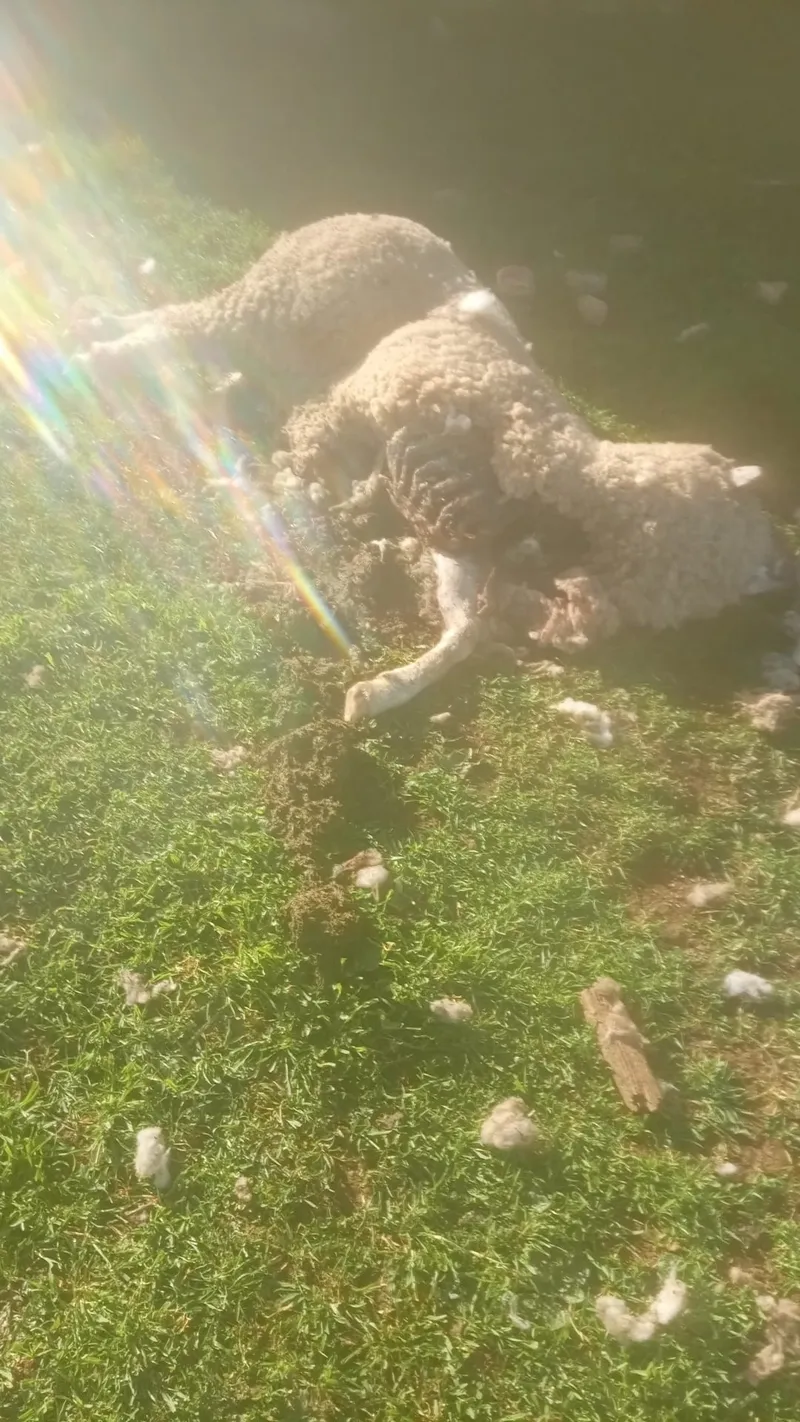 Ovejas atacadas por los buitres.