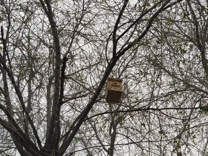 Foto 2 - Taller de cajas nido con &lsquo;Renaturaliza Alba&rsquo;