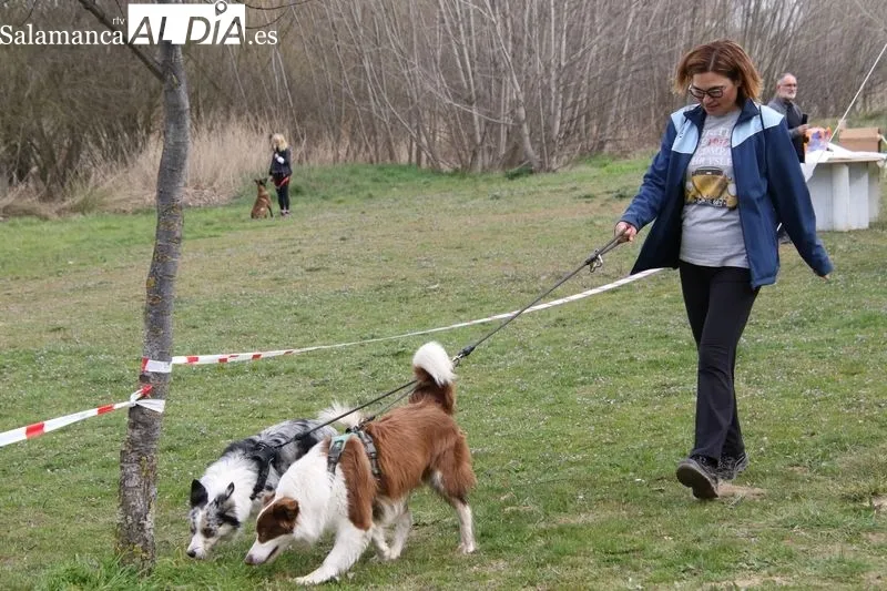 Foto 5 - Gran ambiente en Alba de Tormes con la celebraci&oacute;n de su tercer canicross