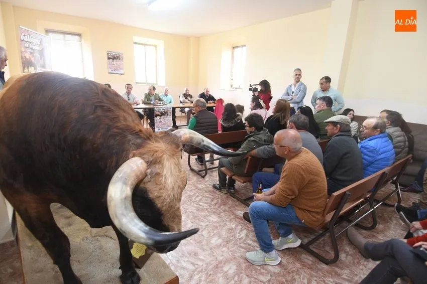 Foto 10 - Gallegos de Arga&ntilde;&aacute;n volver&aacute; a tener 35 a&ntilde;os despu&eacute;s un Festival Taurino en sus Fiestas de la Romer&iacute;a