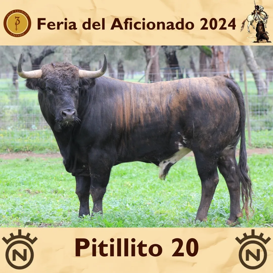 Foto 3 - As&iacute; son los toros de Dolores Aguirre que lidiar&aacute; Dami&aacute;n Casta&ntilde;o este domingo (FOTOS)