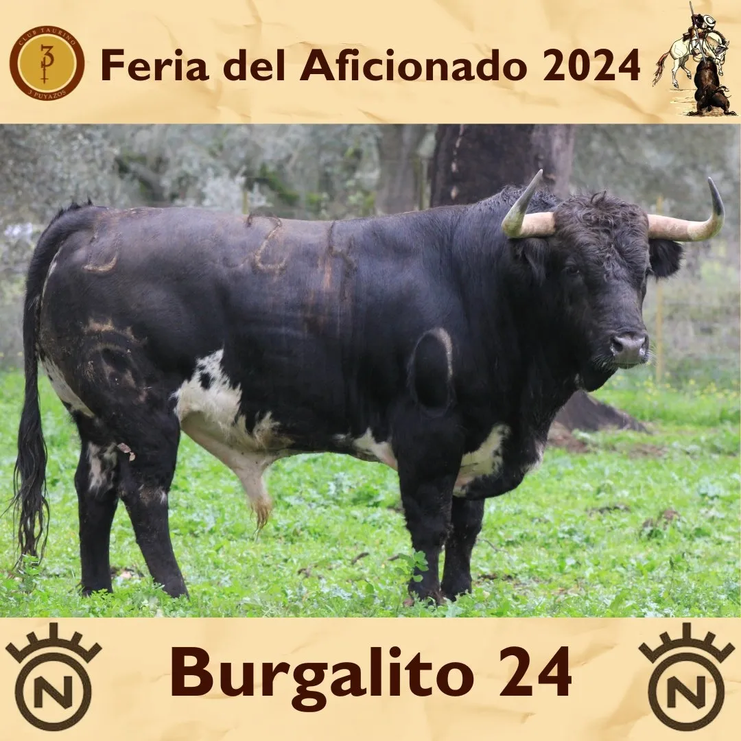 Foto 2 - As&iacute; son los toros de Dolores Aguirre que lidiar&aacute; Dami&aacute;n Casta&ntilde;o este domingo (FOTOS)