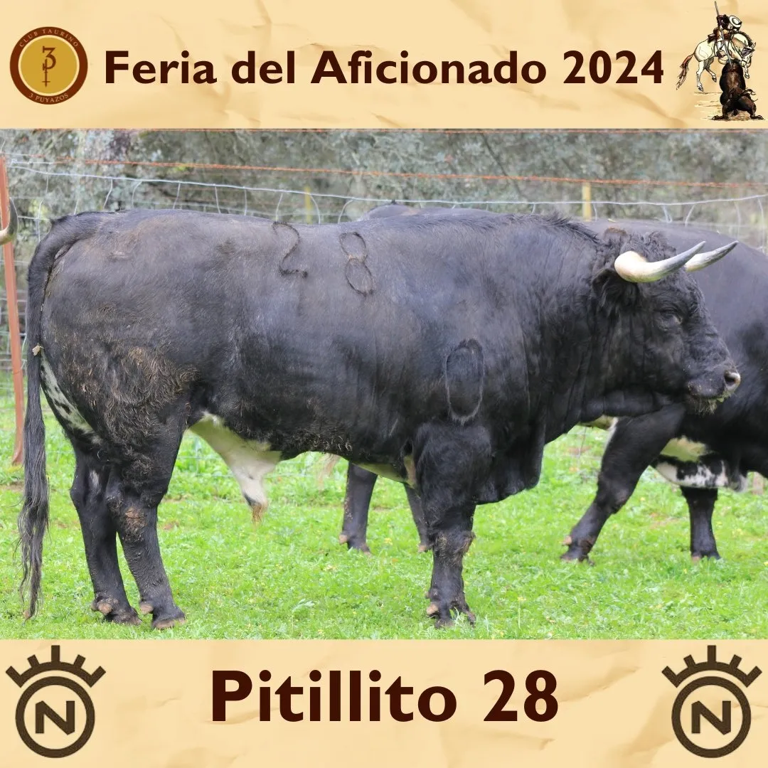 Foto 4 - As&iacute; son los toros de Dolores Aguirre que lidiar&aacute; Dami&aacute;n Casta&ntilde;o este domingo (FOTOS)
