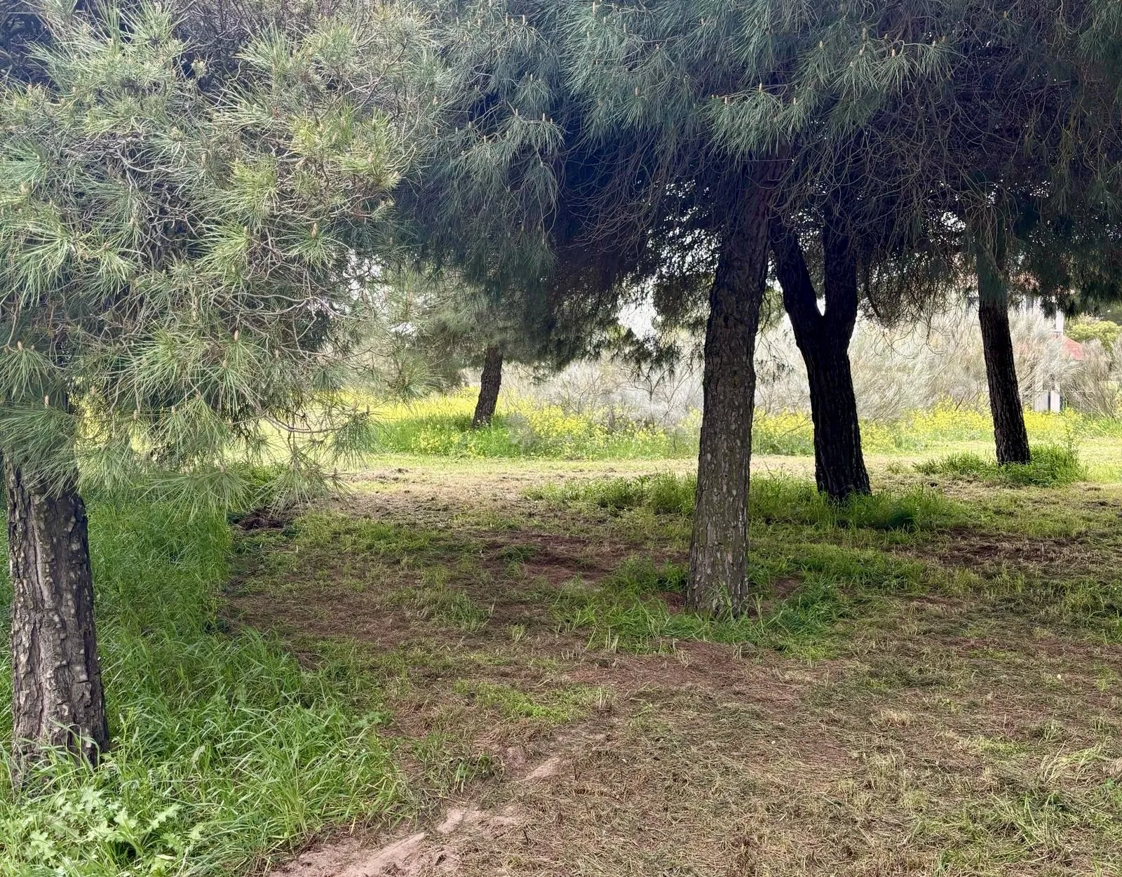 Foto 3 - El parque El Inestal, a punto para vivir el esperado Lunes de Aguas