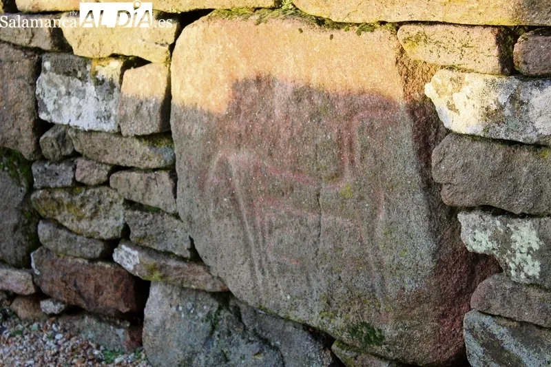 Muralla oeste, Museo Arqueológico e inscultura de un cérvido o caballo en uno de los muros del castro  |  Fotos: Corral