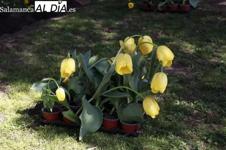 Plantación tulipanes por el Parkinson | FOTOS: Raúl González Riego 