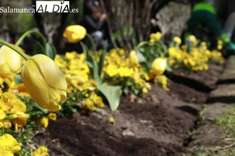 Plantación tulipanes por el Parkinson | FOTOS: Raúl González Riego 
