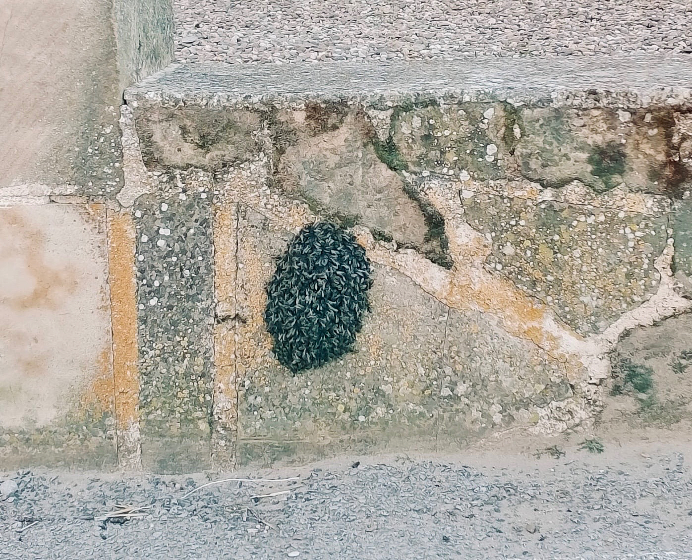 Efectivos de los bomberos de Peñaranda retiran un enjambre de abejas en un muro de la parroquia de Villoruela