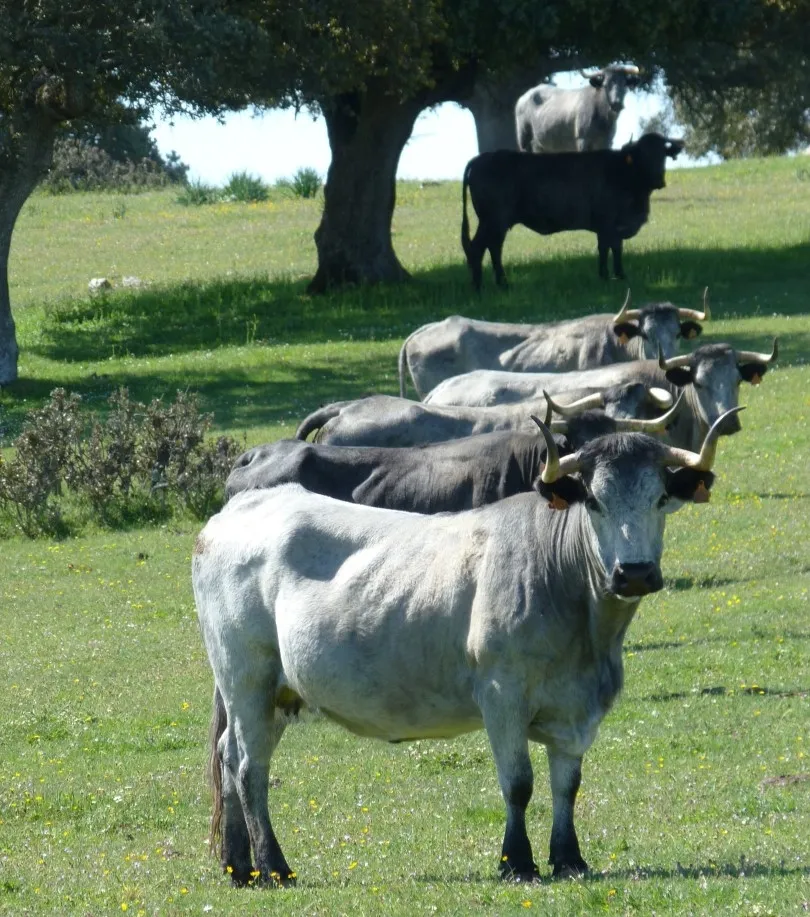 Ejemplares de Morucha en la Dehesa de Salamanca. Foto: Asociación Nacional de Criadores de Ganado Vacuno de Raza Morucha Selecta