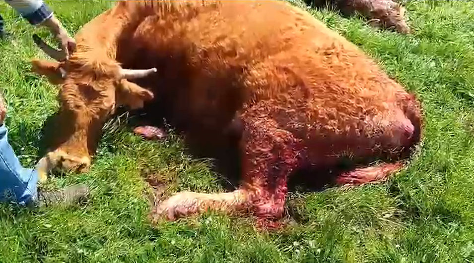 Muere una vaca en Pedrotoro