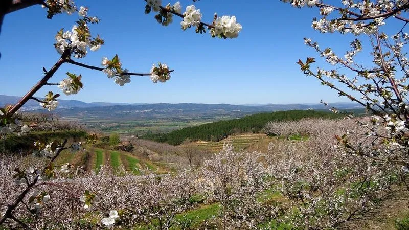 Cerezos en flor en Fundão (Portugal) | MARTÍN-GARAY