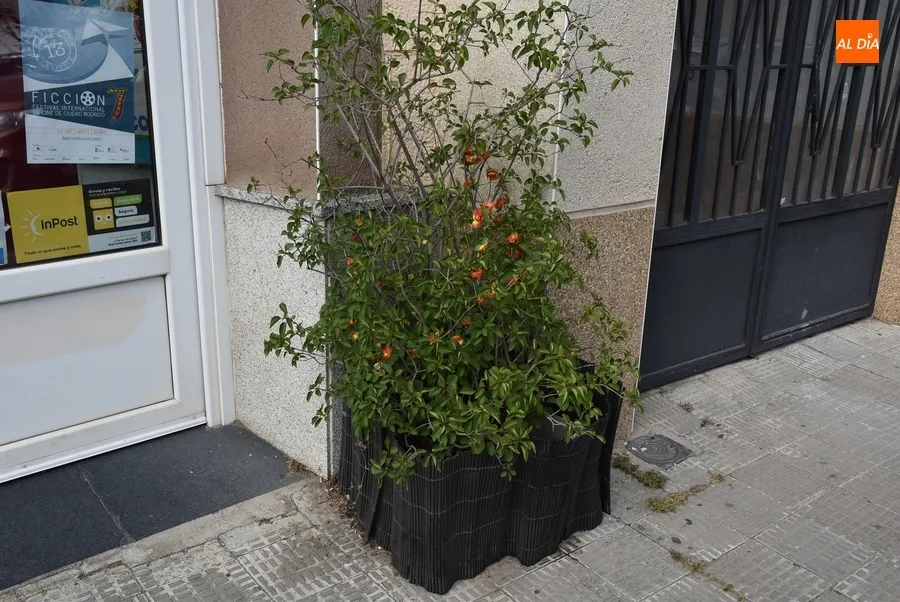 Foto 10 - Mir&oacute;briga &lsquo;abre la puerta&rsquo; a la primavera con molinillos, escobas o flores farinatas 