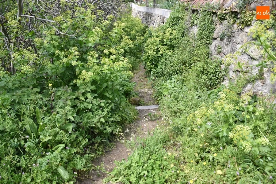 Foto 10 - La vegetaci&oacute;n deja intransitable el tramo central de la Cuesta de las Higueras