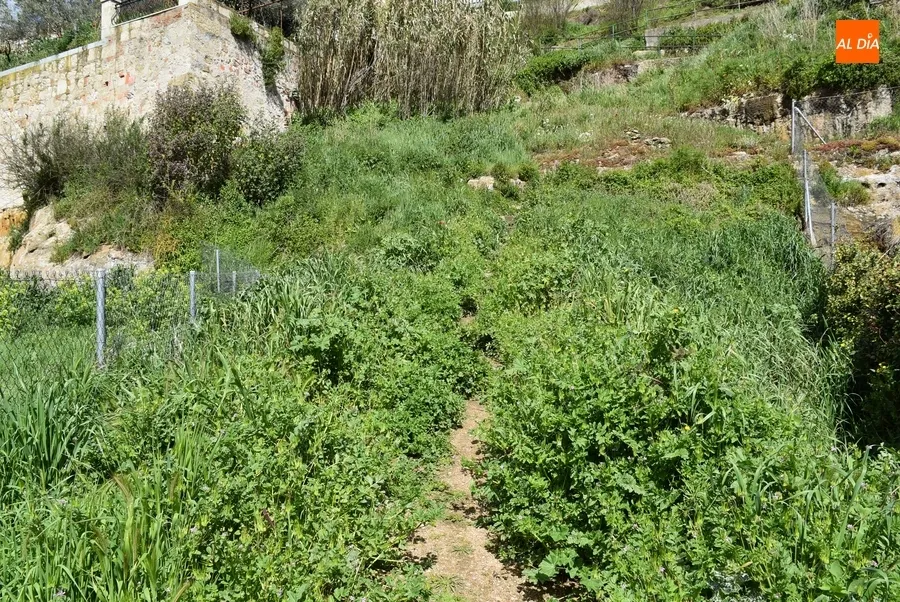 Foto 2 - La vegetaci&oacute;n deja intransitable el tramo central de la Cuesta de las Higueras
