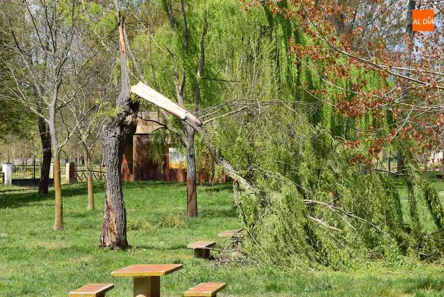 Foto 6 - Un &aacute;rbol tronchado en mitad del Pic&oacute;n, entre los recuerdos del mal tiempo a orillas del r&iacute;o