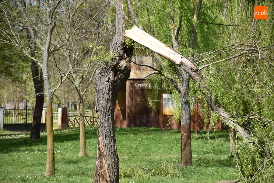 Foto 7 - Un &aacute;rbol tronchado en mitad del Pic&oacute;n, entre los recuerdos del mal tiempo a orillas del r&iacute;o