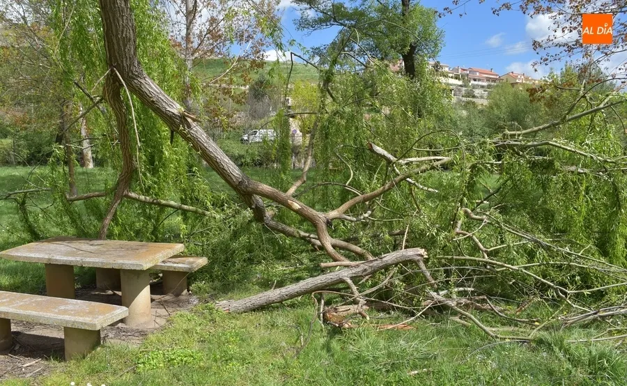 Foto 10 - Un &aacute;rbol tronchado en mitad del Pic&oacute;n, entre los recuerdos del mal tiempo a orillas del r&iacute;o