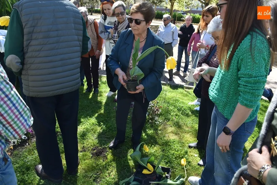 Foto 5 - Afectados de Parkinson plantan tulipanes en La Glorieta con motivo del D&iacute;a Mundial de la enfermedad