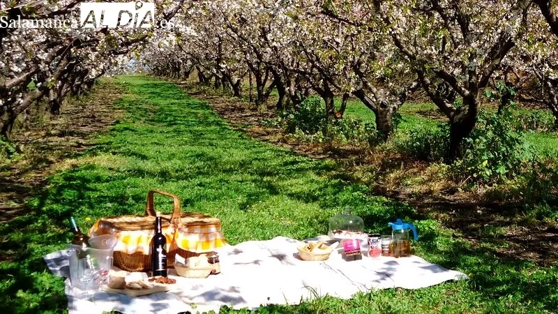 Cerezos en flor en Fundão (Portugal) | MARTÍN-GARAY