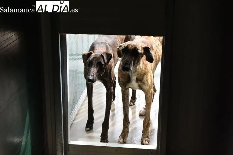 Animales en el Centro de Protección Municipal | FOTOS: Vanesa Martins 