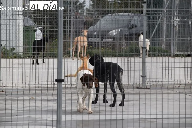 Animales en el Centro de Protección Municipal | FOTOS: Vanesa Martins 