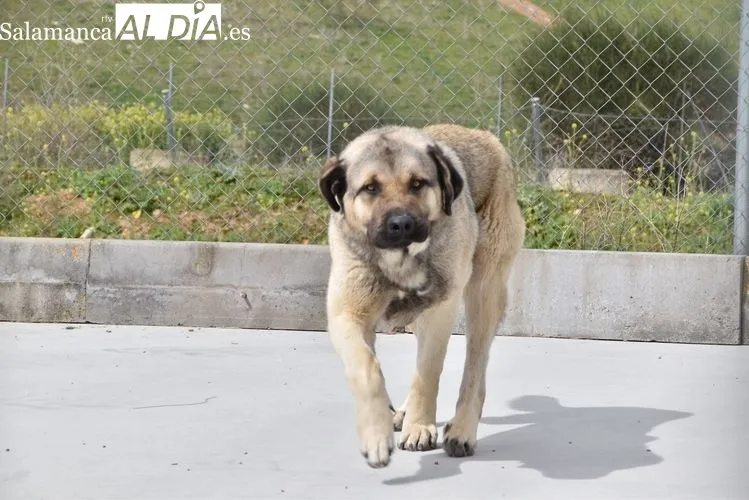 Animales en el Centro de Protección Municipal | FOTOS: Vanesa Martins 