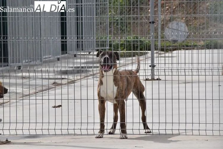 Animales en el Centro de Protección Municipal | FOTOS: Vanesa Martins 