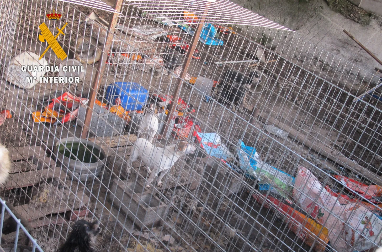 Foto 2 - Descubierto en Pe&ntilde;aparda un n&uacute;cleo zool&oacute;gico de perros con p&eacute;simas condiciones higi&eacute;nico-sanitarias