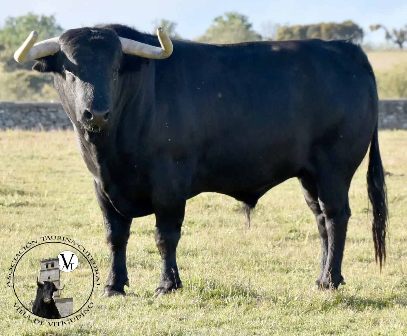 Azuzado, toro de la ganadería de Domingo Hernández 