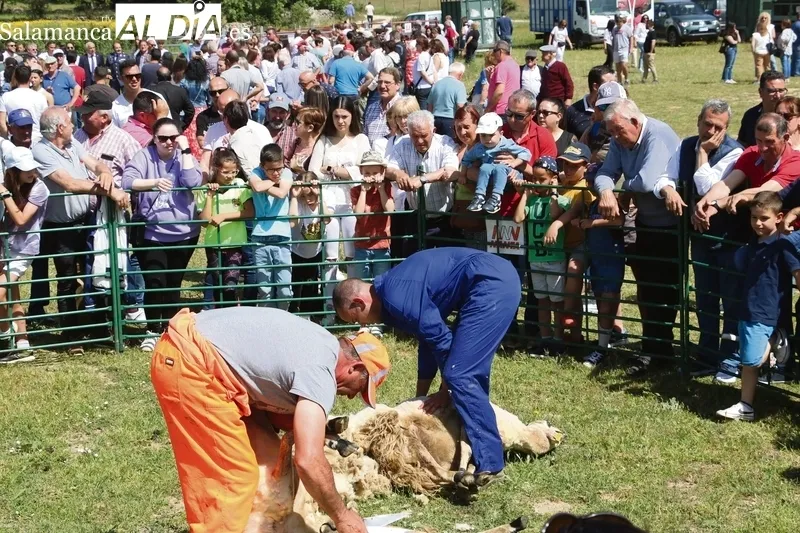 La exhibición de esquileo tradicional no faltará el 1 de mayo en la feria de San Felipe de Barruecopardo / CORRAL