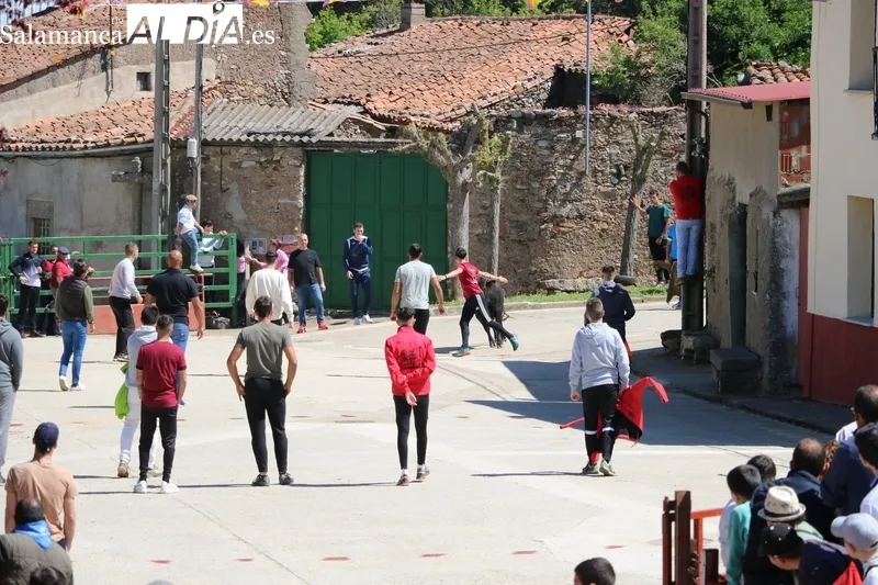 Entretenido encierro-capea en Olmedo de Camaces / CORRAL