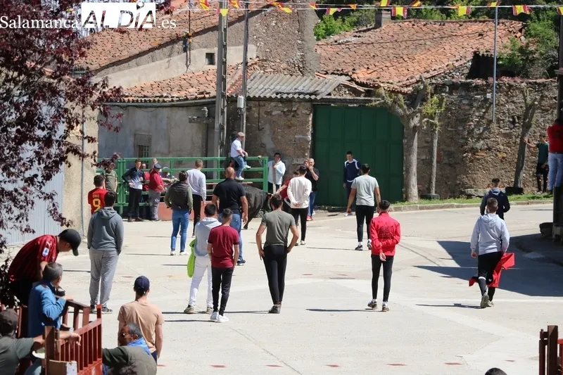 Entretenido encierro-capea en Olmedo de Camaces / CORRAL