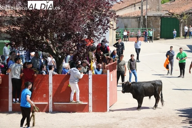 Entretenido encierro-capea en Olmedo de Camaces / CORRAL