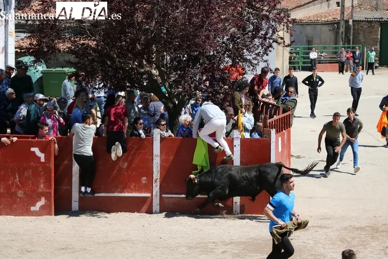 Entretenido encierro-capea en Olmedo de Camaces / CORRAL
