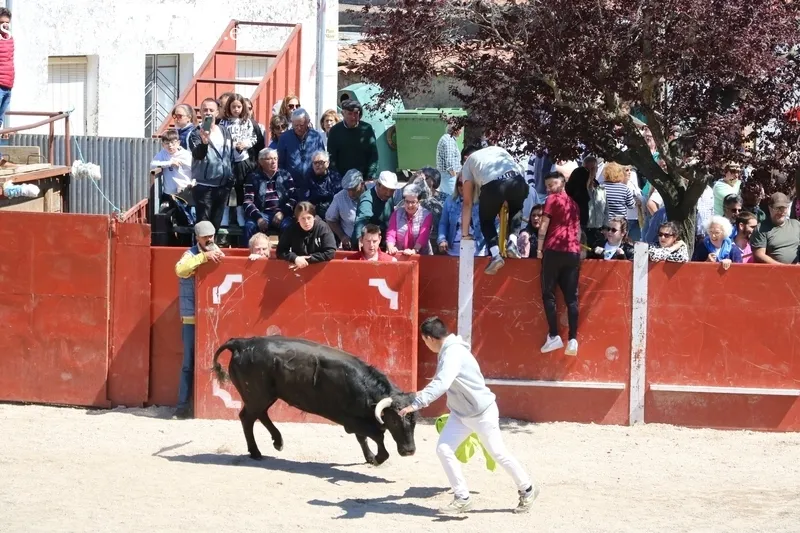 Entretenido encierro-capea en Olmedo de Camaces / CORRAL
