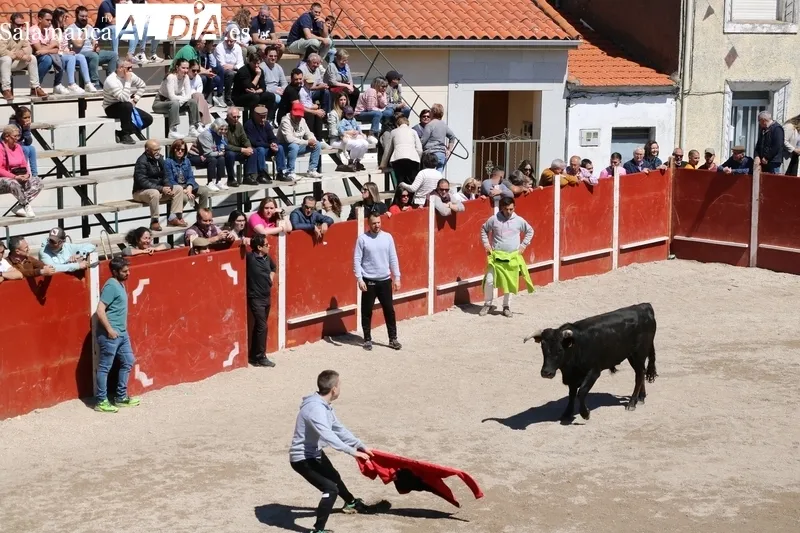 Entretenido encierro-capea en Olmedo de Camaces / CORRAL