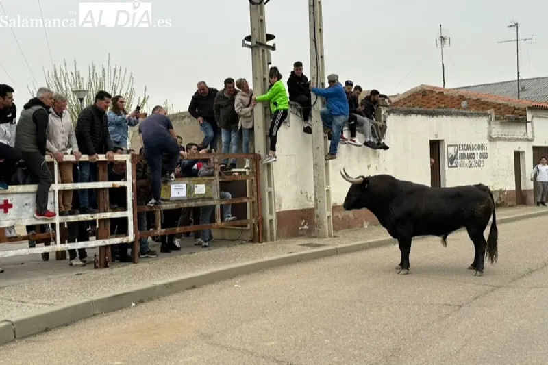 Toro del Voto en Villoria