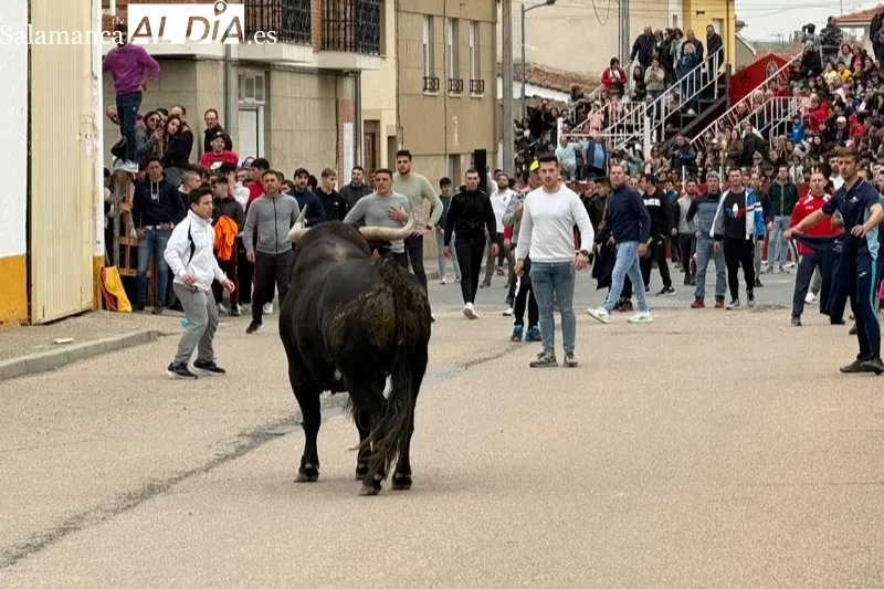 Toro del Voto en Villoria