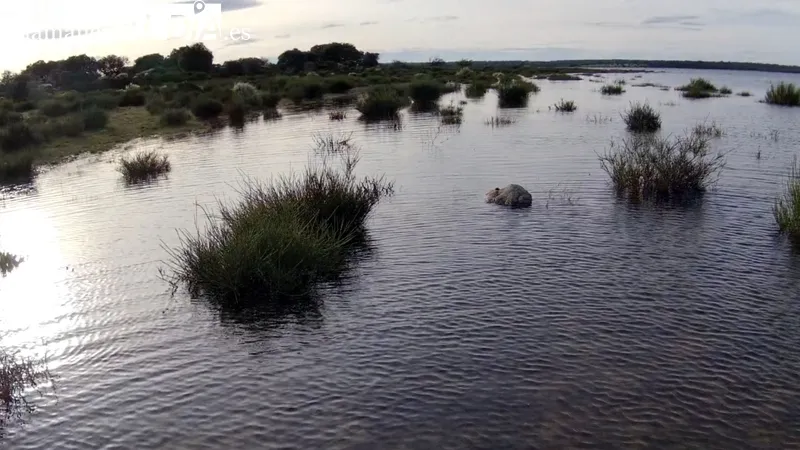El agua anega zonas de matorral en todo el perímetro del embalse / CORRAL
