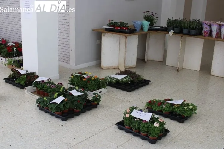 Foto 6 - Manos Unidas de Alba de Tormes termina la venta de plantas con &eacute;xito