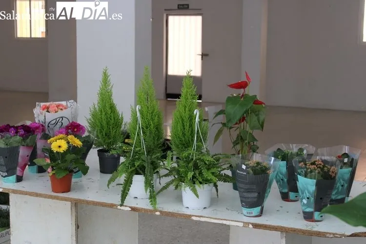 Foto 5 - Manos Unidas de Alba de Tormes termina la venta de plantas con &eacute;xito