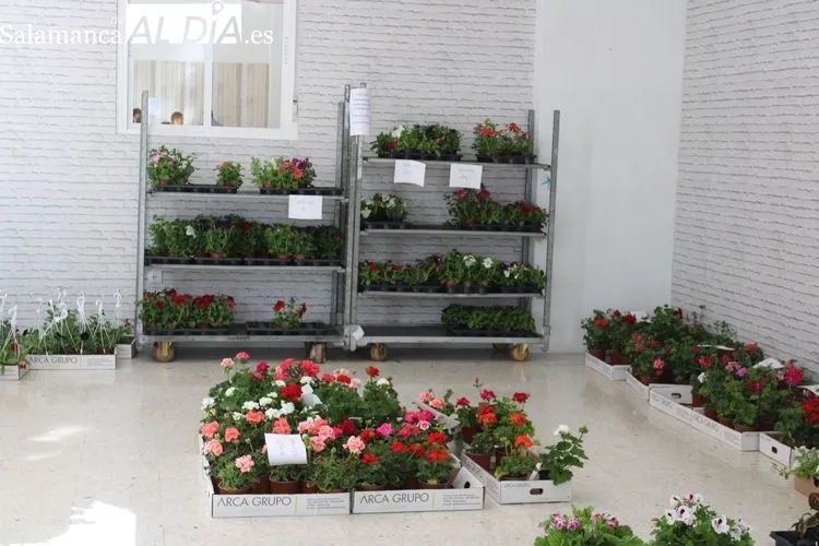 Foto 4 - Manos Unidas de Alba de Tormes termina la venta de plantas con &eacute;xito