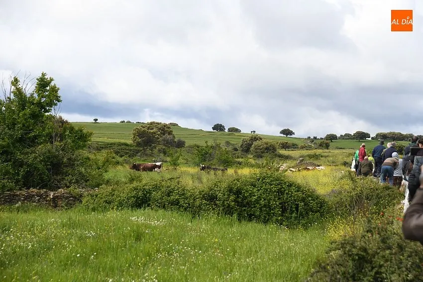 Foto 9 - Complicado encierro a caballo en Gallegos con el ganado rebelde y mal tiempo