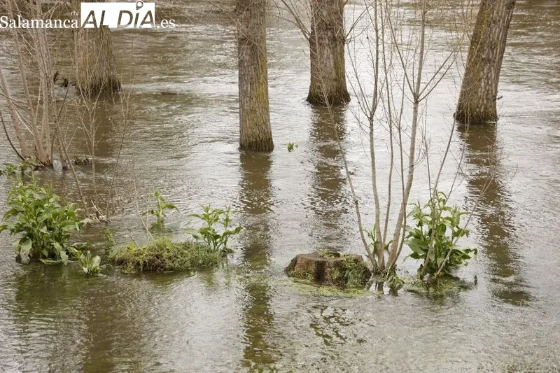 Así luce el río Tormes días después de la borrasca Nelson | FOTOS: David Sañudo 