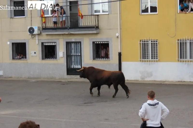 Cantalpino vivía este sábado su VII Toro de San Isidro